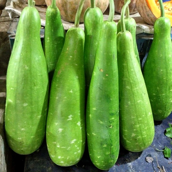  Bottle Gourd লাউ  - Green