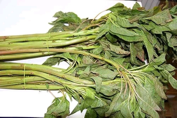 Amaranth Leaves ডাটা 