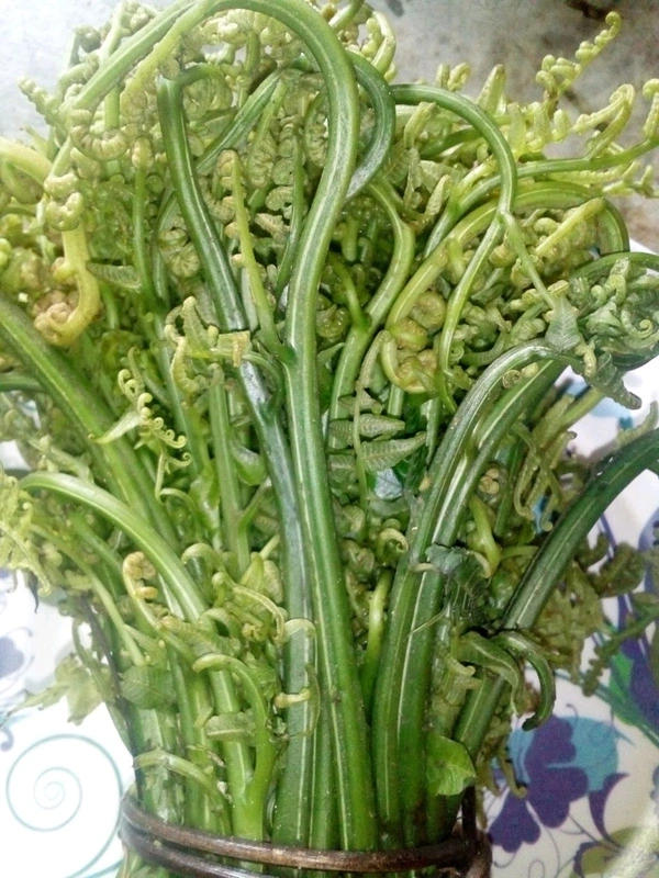  Fern Shoot ঢেঁকি শাক - Green