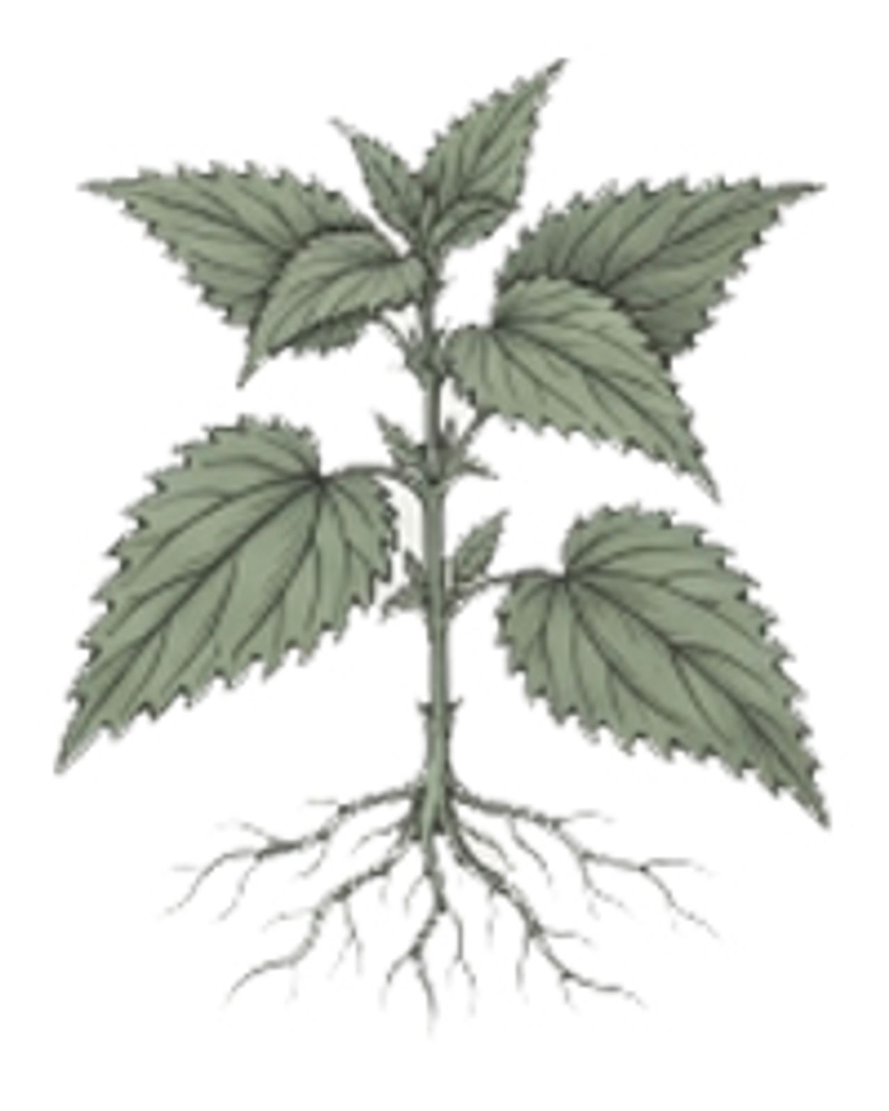 Nettle Root