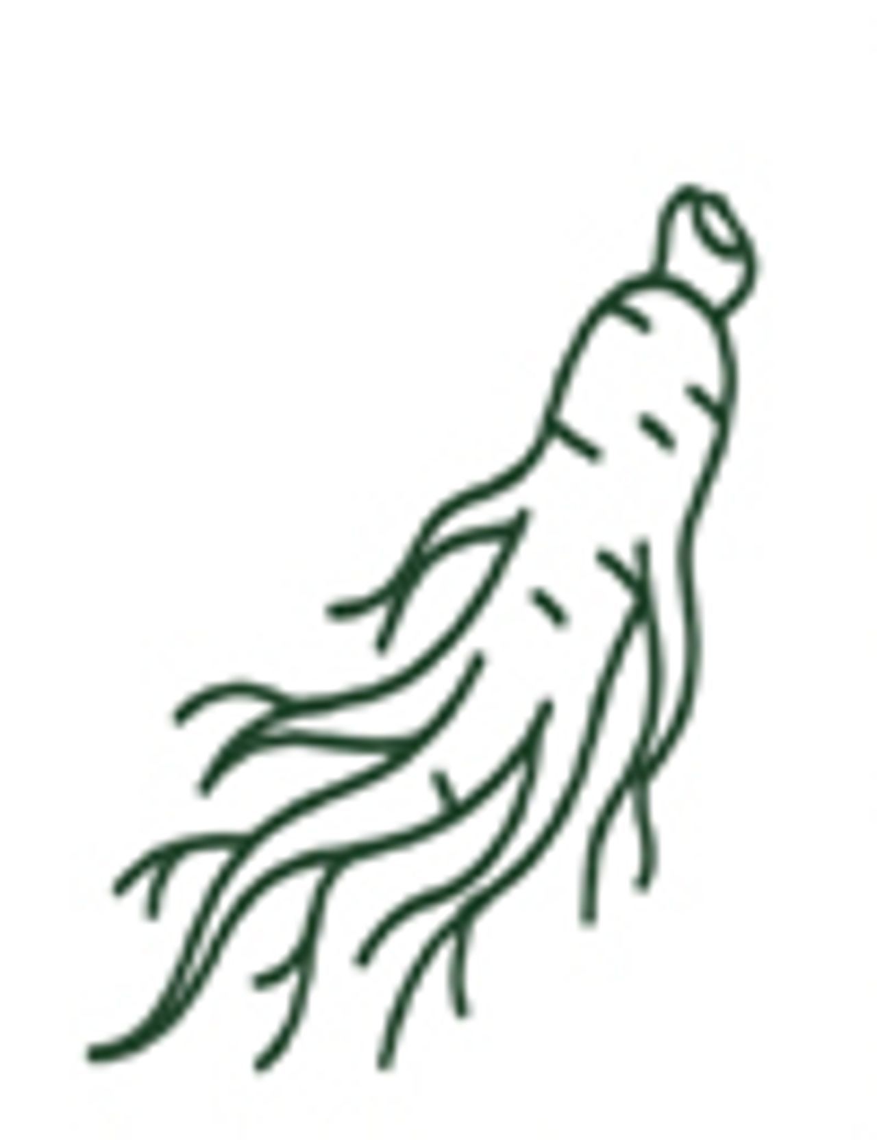 Ginseng root illustration