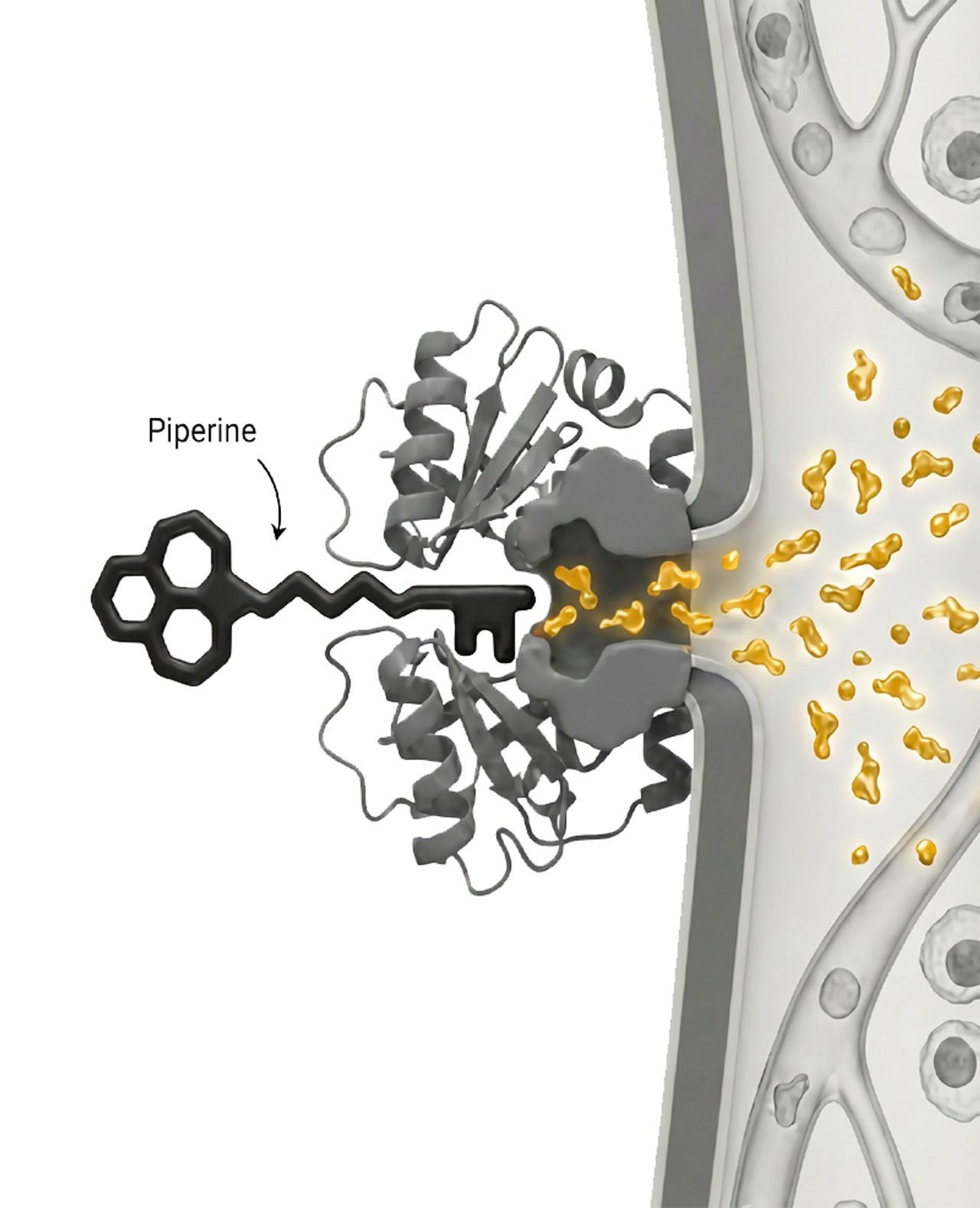 Piperine Bio-Enhancer Diagram