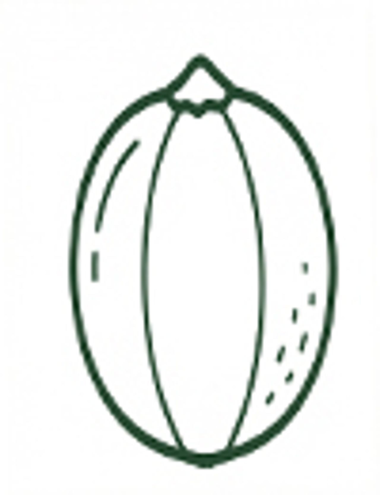 Amla fruit illustration