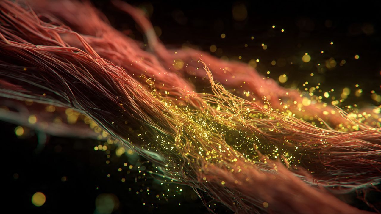A modern visualization of muscle fibers being repaired and recharged by a golden energy, representing how quercetin enhances exercise recovery and performance.