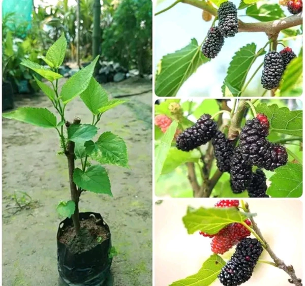 Mulberry Plant (Pack of 1)