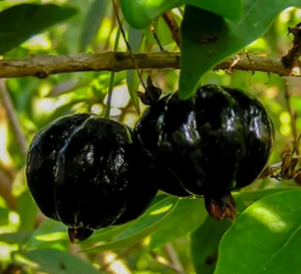 Black Surinam Cherry Plant (ব্ল্যাক পিটাঙ্গা গাছ)