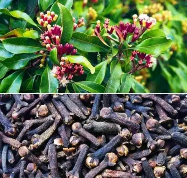 Clove Tree (লবঙ্গ গাছ)