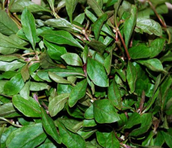 பொன்னாங்கனி கீரை 
