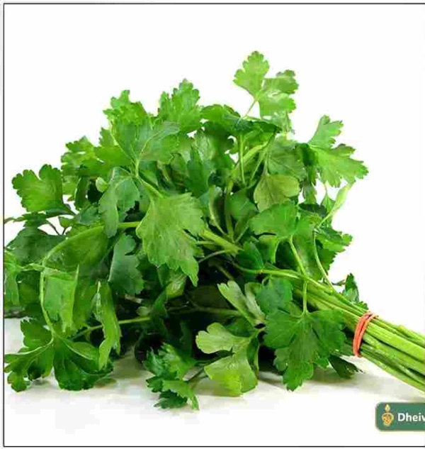 Kotthamalli / கொத்தமல்லி