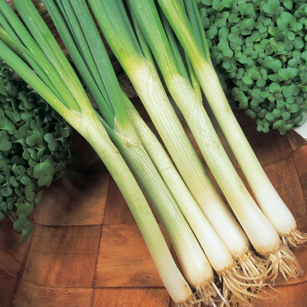 Spring Onion / வெங்காயத்தாள் 