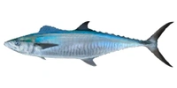 வஞ்சரை மீன்  - 1Kg