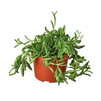 String Of Banana  - black hanging pot, 0.5 - 1 meter