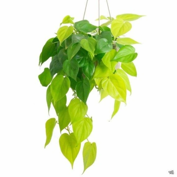 Money Plant Neon - black colour hanging pot , 6 - 8 inch