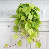 Money Plant Neon - black colour hanging pot , 6 - 8 inch