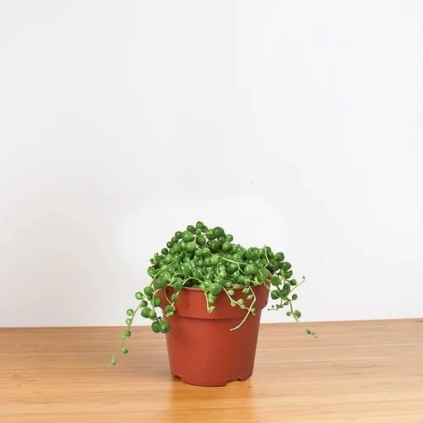 String Of Perals - brown standard pot, 6 - 8 cm