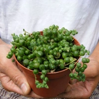 String Of Perals - brown standard pot, 6 - 8 cm