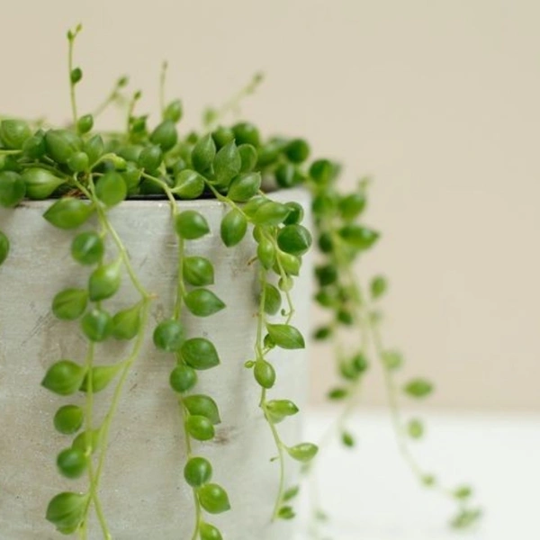 String Of Perals - brown standard pot, 6 - 8 cm