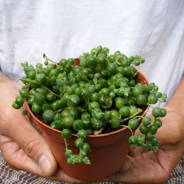 String Of Perals - white standard pot