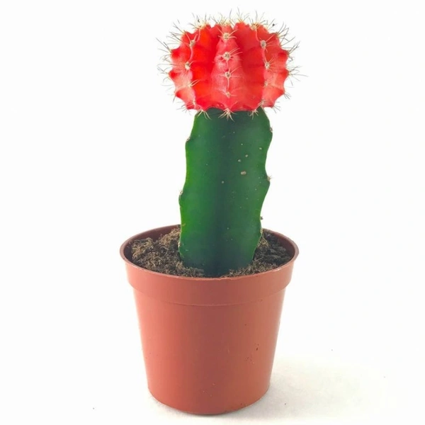 Moon Cactus ( Red ) - white pot