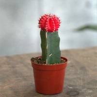 Moon Cactus ( Red ) - white pot