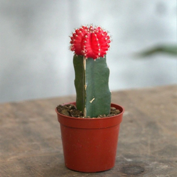 Moon Cactus ( Red ) - white pot
