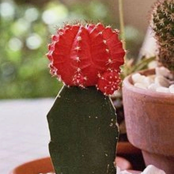 Moon Cactus ( Red ) - white pot