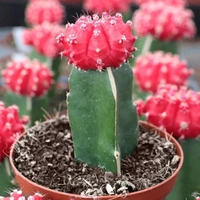 Moon Cactus ( Red ) - white pot
