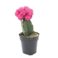 Moon Cactus ( Pink ) - brown pot , 10 - 12 cm