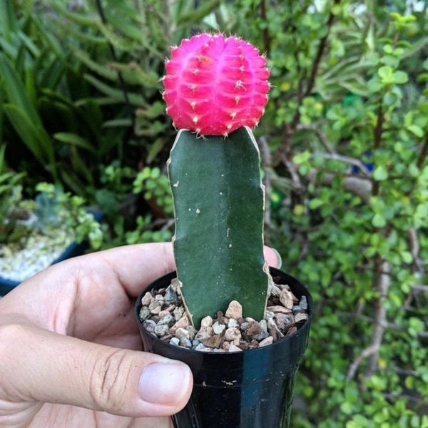 Moon Cactus ( Pink ) - white pot 