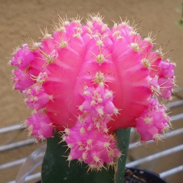 Moon Cactus ( Pink ) - white pot 