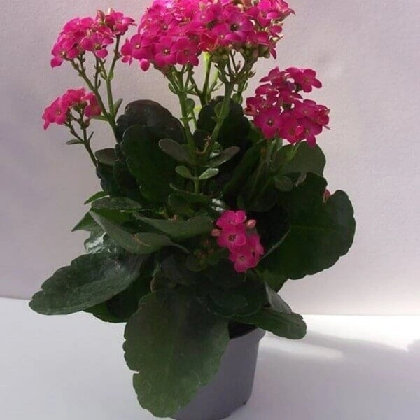 Kalonche ( Pink ) - brown pot, 0.5 - 1 feet