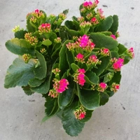 Kalonche ( Pink ) - brown pot, 0.5 - 1 feet