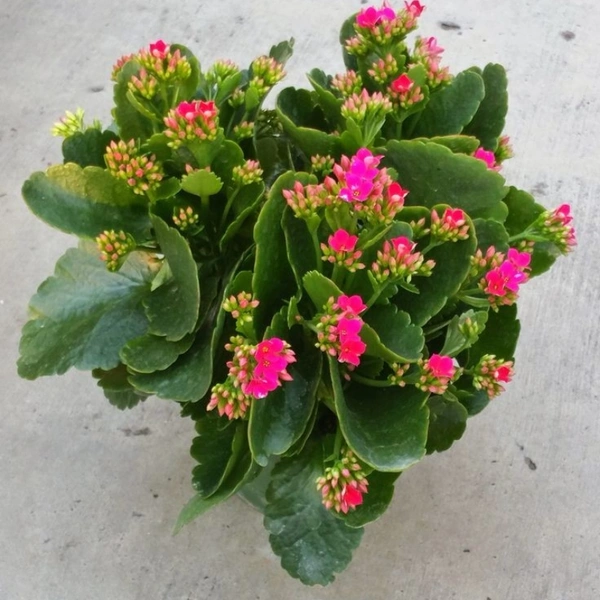 Kalonche ( Pink ) - brown pot, 0.5 - 1 feet
