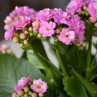 Kalonche ( Pink ) - brown pot, 0.5 - 1 feet