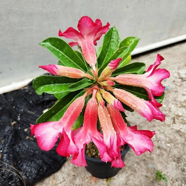Adenium ( Pink ) - white standard pot, 0.5 -1 feet
