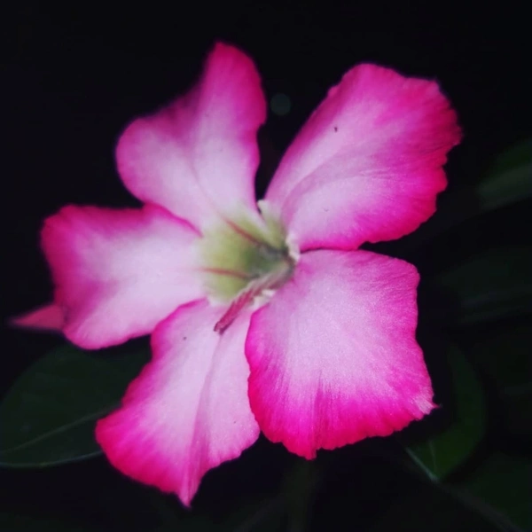 Adenium ( Pink ) - white standard pot, 0.5 -1 feet