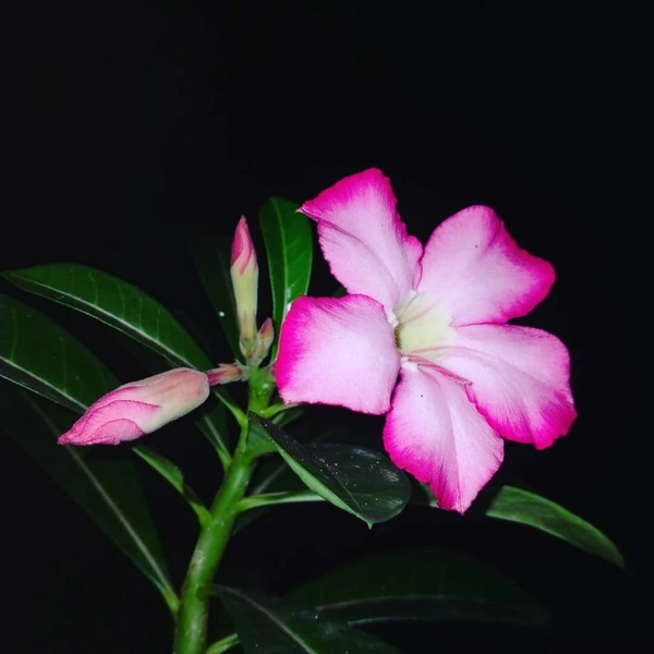 Adenium ( Pink ) - white standard pot, 0.5 -1 feet