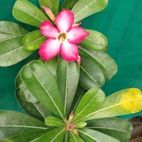 Adenium ( Pink ) - white standard pot, 0.5 -1 feet