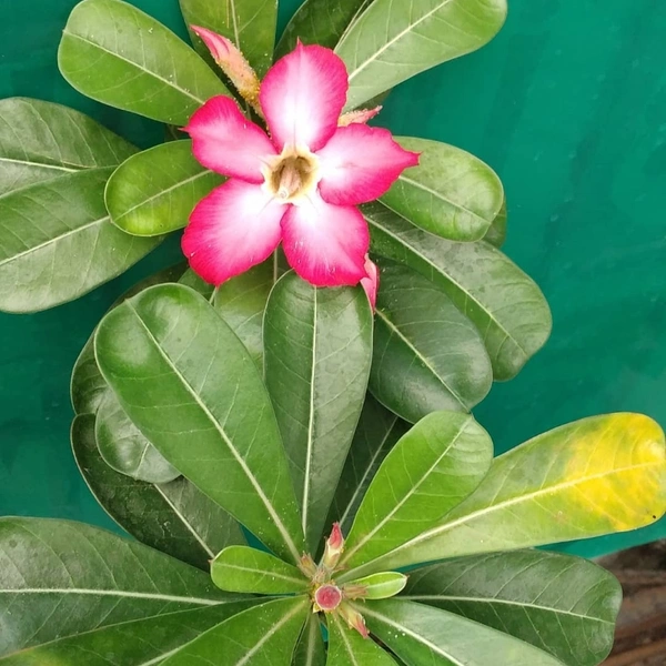 Adenium ( Pink ) - white standard pot, 0.5 -1 feet