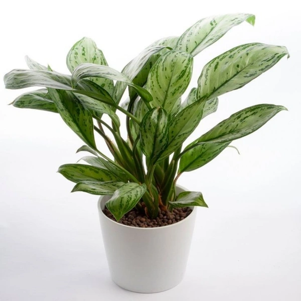 Agalaonema  - white colour pot, 0.5 - 1 feet