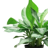 Agalaonema  - white colour pot, 0.5 - 1 feet