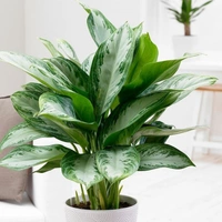 Agalaonema  - white colour pot, 0.5 - 1 feet