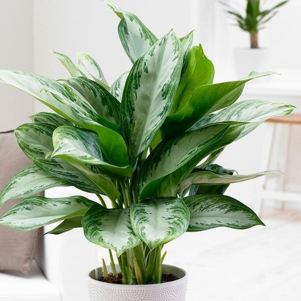 Agalaonema  - white colour pot, 0.5 - 1 feet