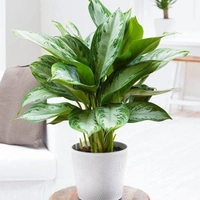 Agalaonema  - white colour pot, 0.5 - 1 feet