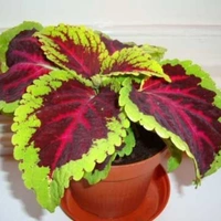 Coleous  - white colour pot , 10 - 15 inches