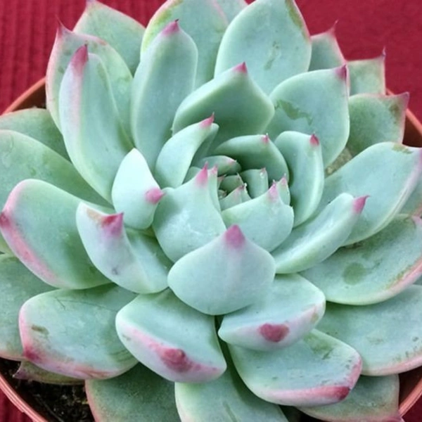 Echeveria  - white colour pot, 5 -10 inches