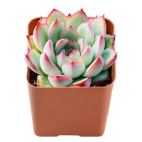 Echeveria  - white colour pot, 5 -10 inches