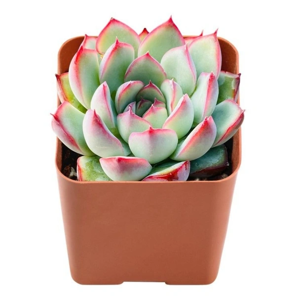 Echeveria  - white colour pot, 5 -10 inches