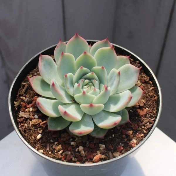 Echeveria  - white colour pot, 5 -10 inches