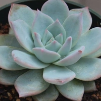 Echeveria  - brown colour pot, 5 - 10 inches